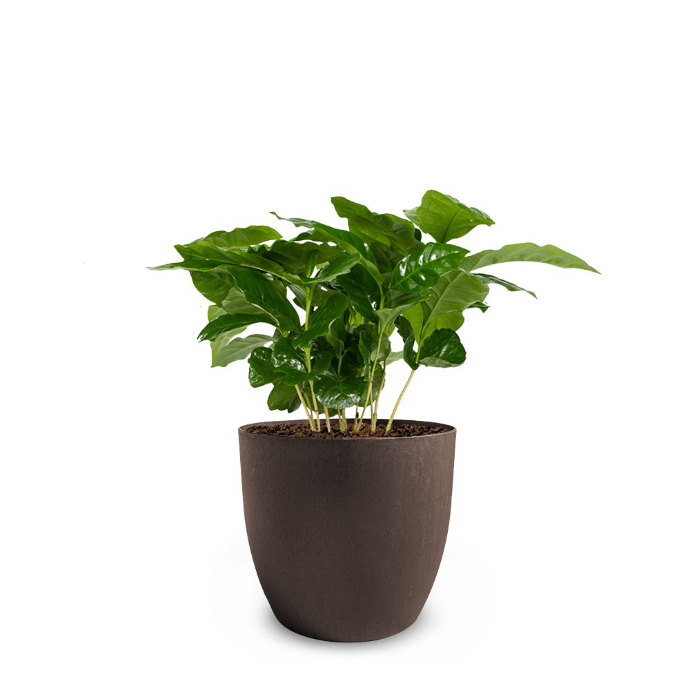 Coffee Based - Plant pot met koffieplant
