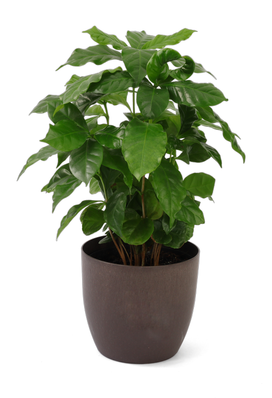 Plant pot met koffieplant