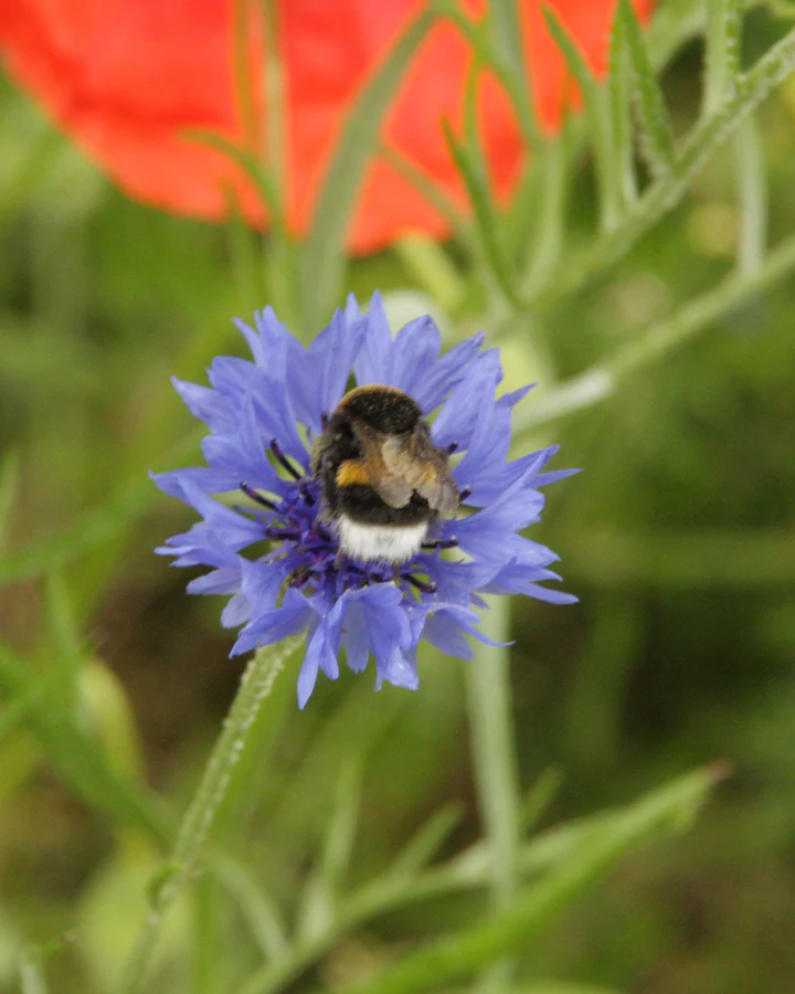 Gelukspoppetje - Overige Thema's
